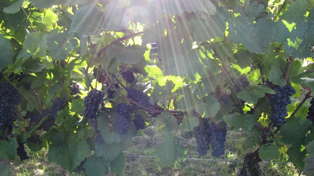 Ferienwohnung Pension Am Weinberg Mainstockheim 客房 照片